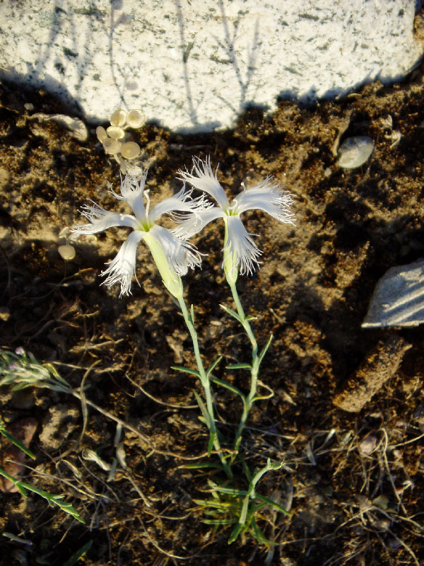 Изображение особи Dianthus angrenicus.