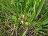 Iris ruthenica