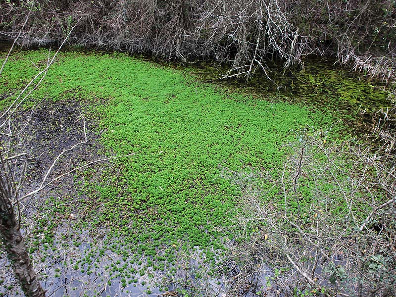 Image of Myriophyllum verticillatum specimen.