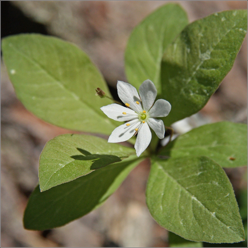 Image of Trientalis europaea specimen.