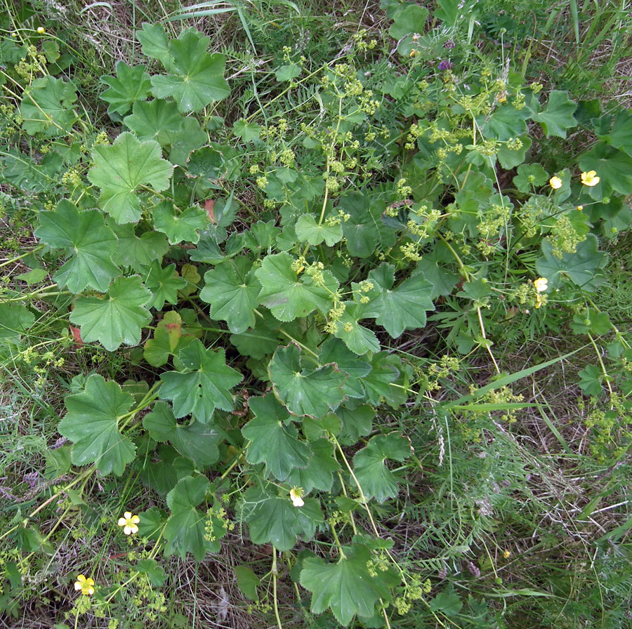 Изображение особи род Alchemilla.