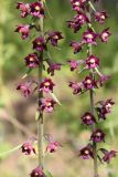Epipactis atrorubens
