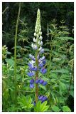Lupinus polyphyllus