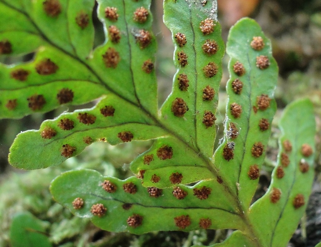 Изображение особи Polypodium vulgare.