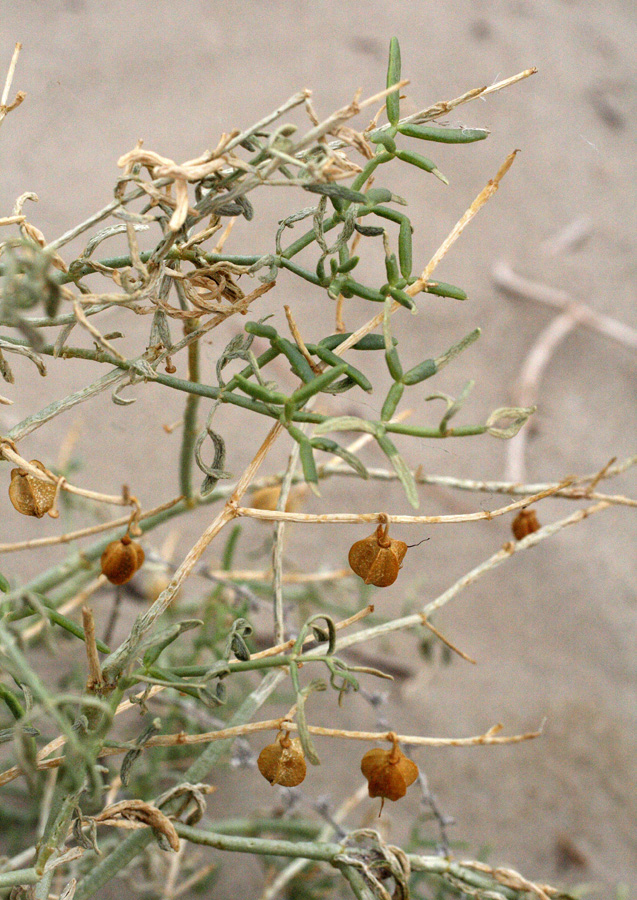 Image of Zygophyllum eichwaldii specimen.