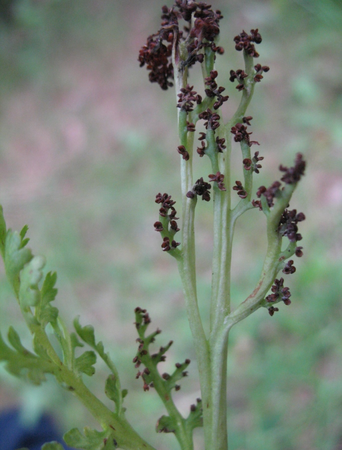 Изображение особи Botrychium matricariifolium.