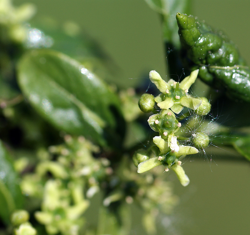 Изображение особи Euonymus europaeus.