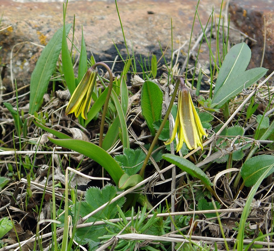 Image of Tulipa heterophylla specimen.