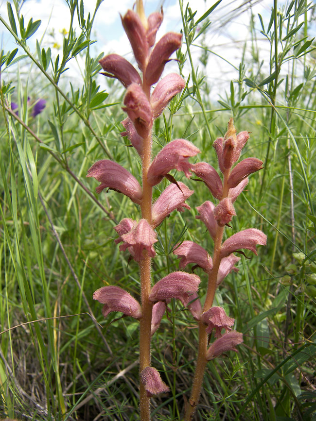 Изображение особи Orobanche caryophyllacea.