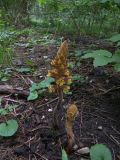 Orobanche laxissima