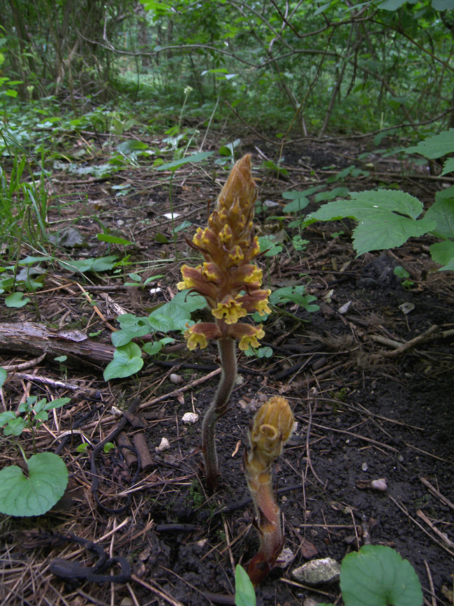 Изображение особи Orobanche laxissima.