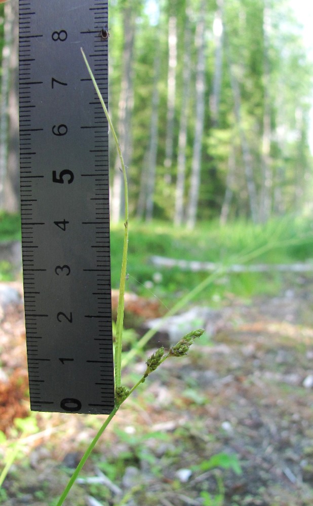 Изображение особи Carex canescens.