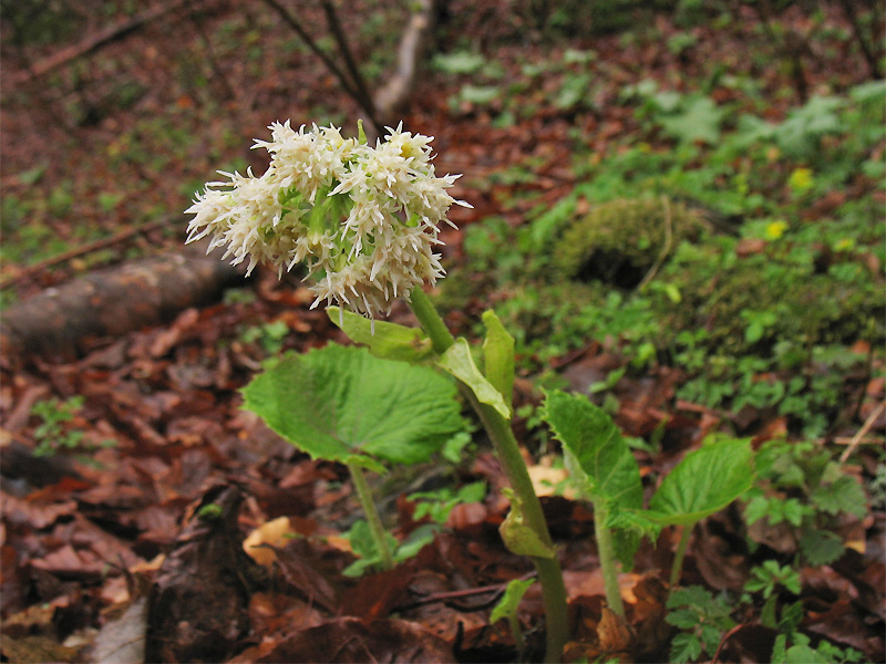 Изображение особи Petasites albus.