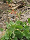 Rumex scutatus. Плодоносящее растение на каменистой осыпи. Украина, Закарпатская обл., Раховский р-н, 1800 м н.у.м. 27 августа 2008 г.