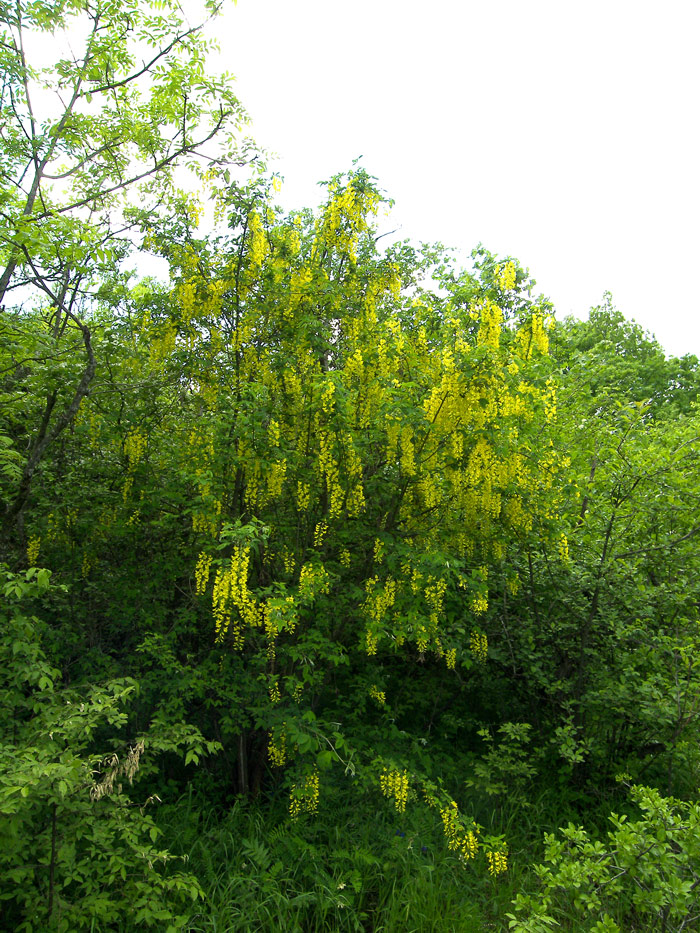 Изображение особи Laburnum anagyroides.