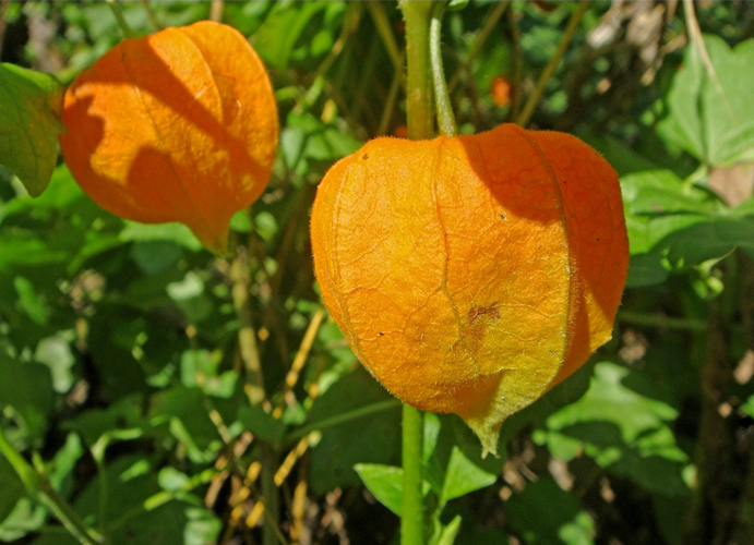 Image of Alkekengi officinarum specimen.