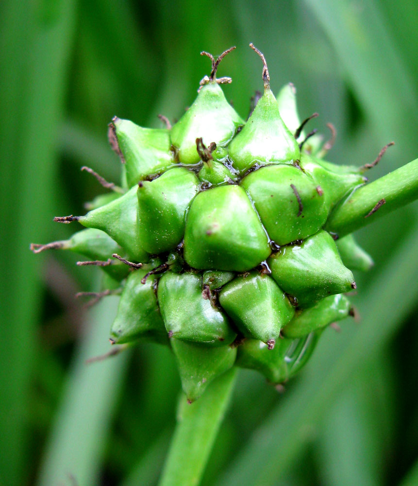 Image of Sparganium erectum specimen.