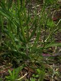 Crepis ramosissima