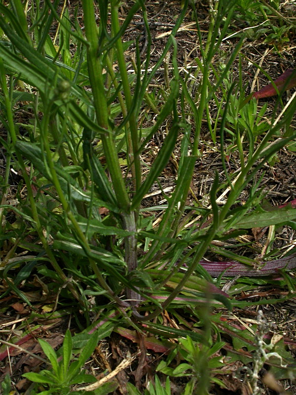 Изображение особи Crepis ramosissima.