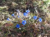 Gentiana veitchiorum