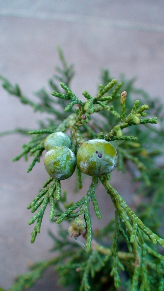 Image of Juniperus polycarpos specimen.