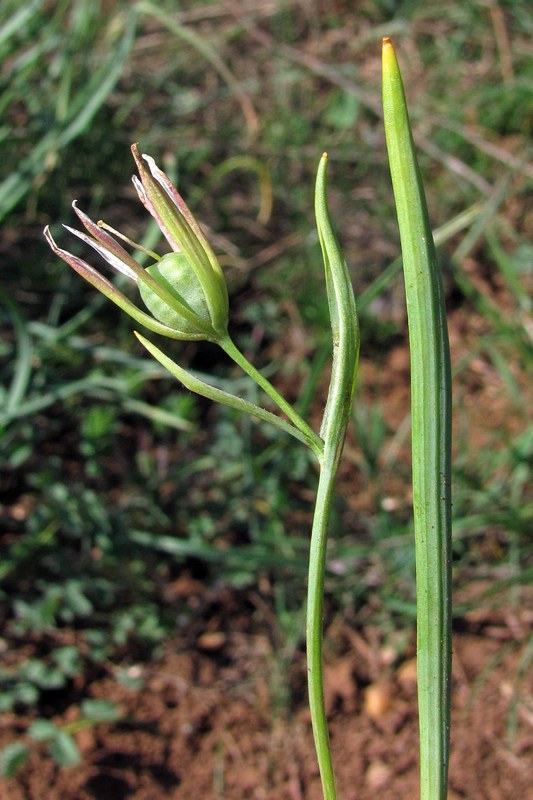 Изображение особи Gagea aipetriensis.