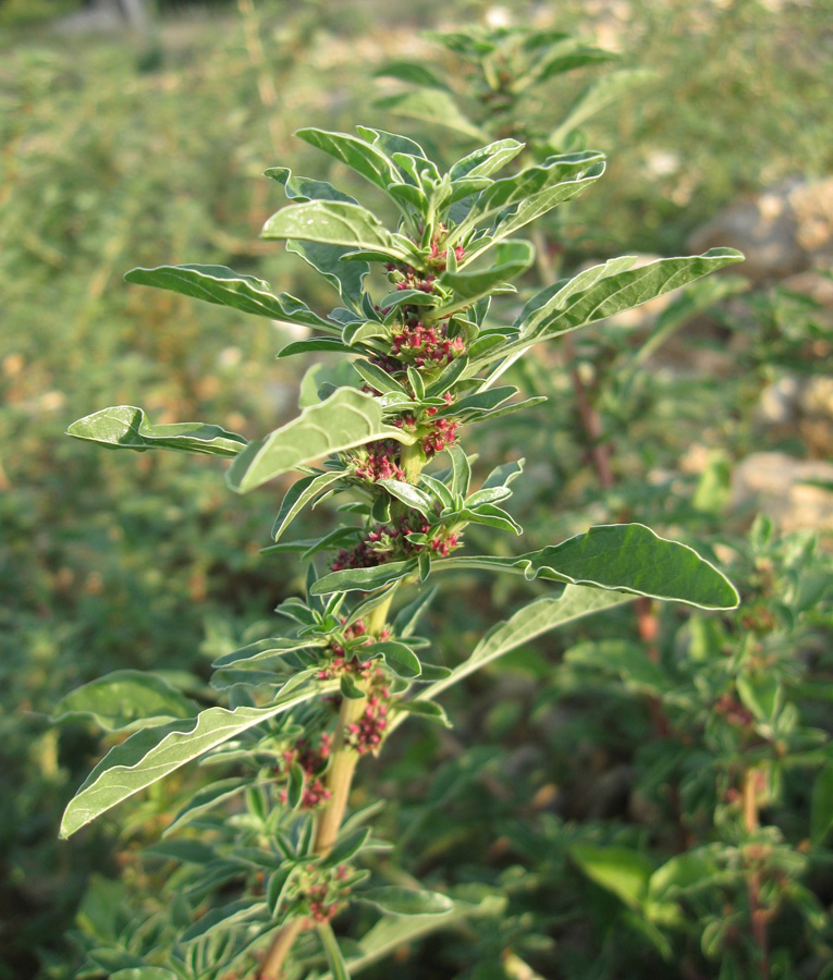 Изображение особи Amaranthus graecizans.