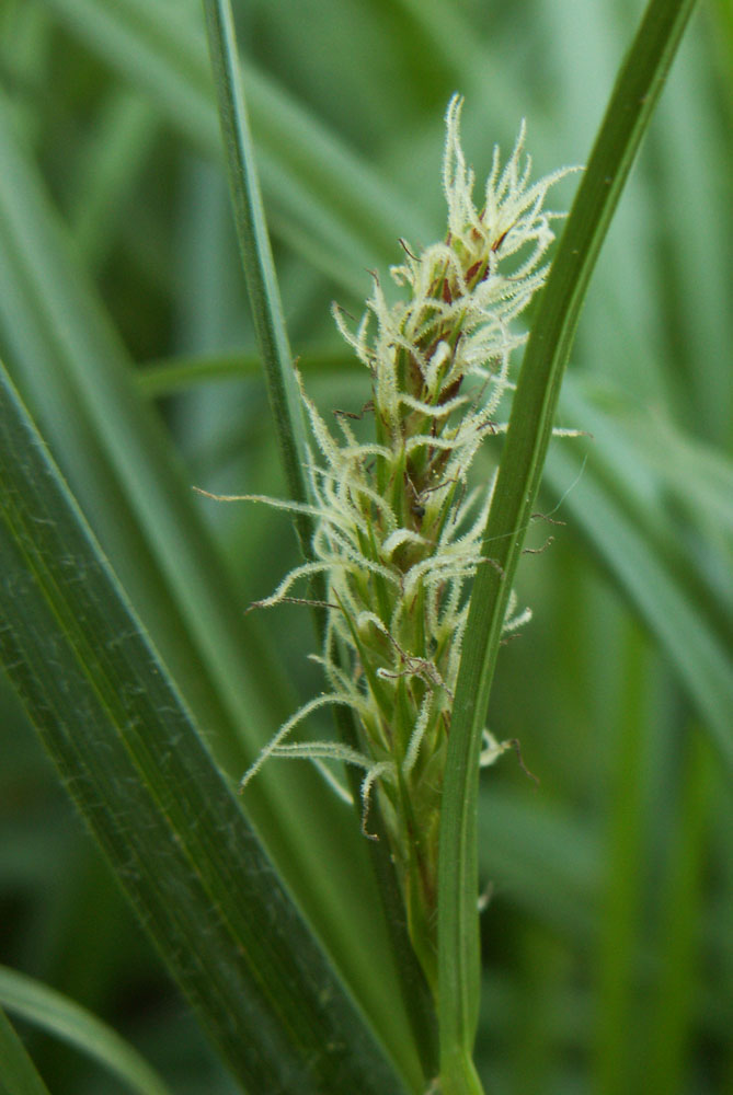Image of Carex hirta specimen.