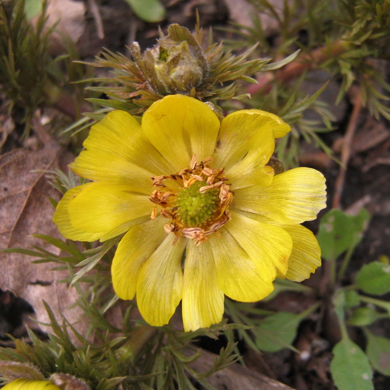 Image of Adonis vernalis specimen.