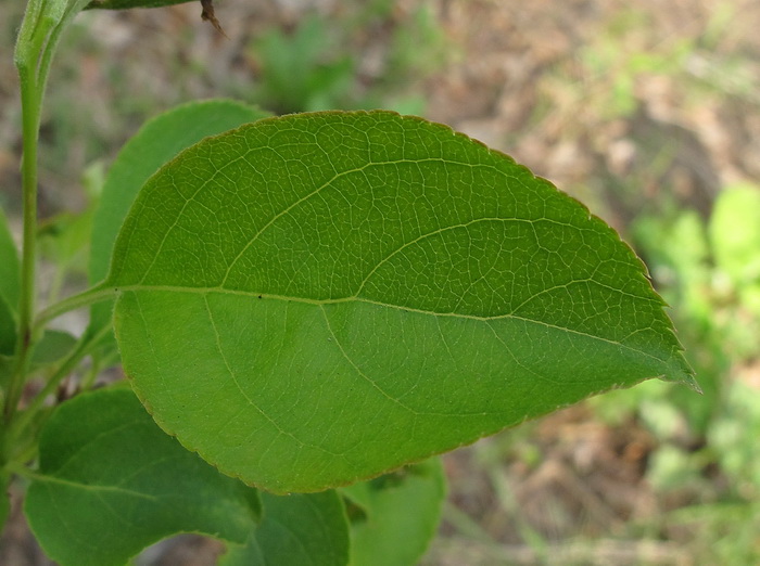 Изображение особи Malus mandshurica.