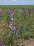 Delphinium hispanicum. Цветущее растение аномально светлой окраски. Крым, окр. Джанкоя. 22.05.2012.