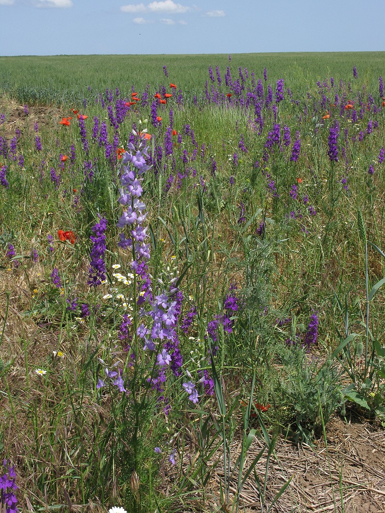 Image of Delphinium hispanicum specimen.