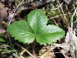 Fragaria vesca