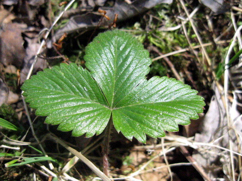 Изображение особи Fragaria vesca.