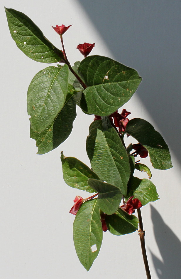 Image of Lonicera involucrata var. ledebourii specimen.