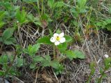 Fragaria campestris