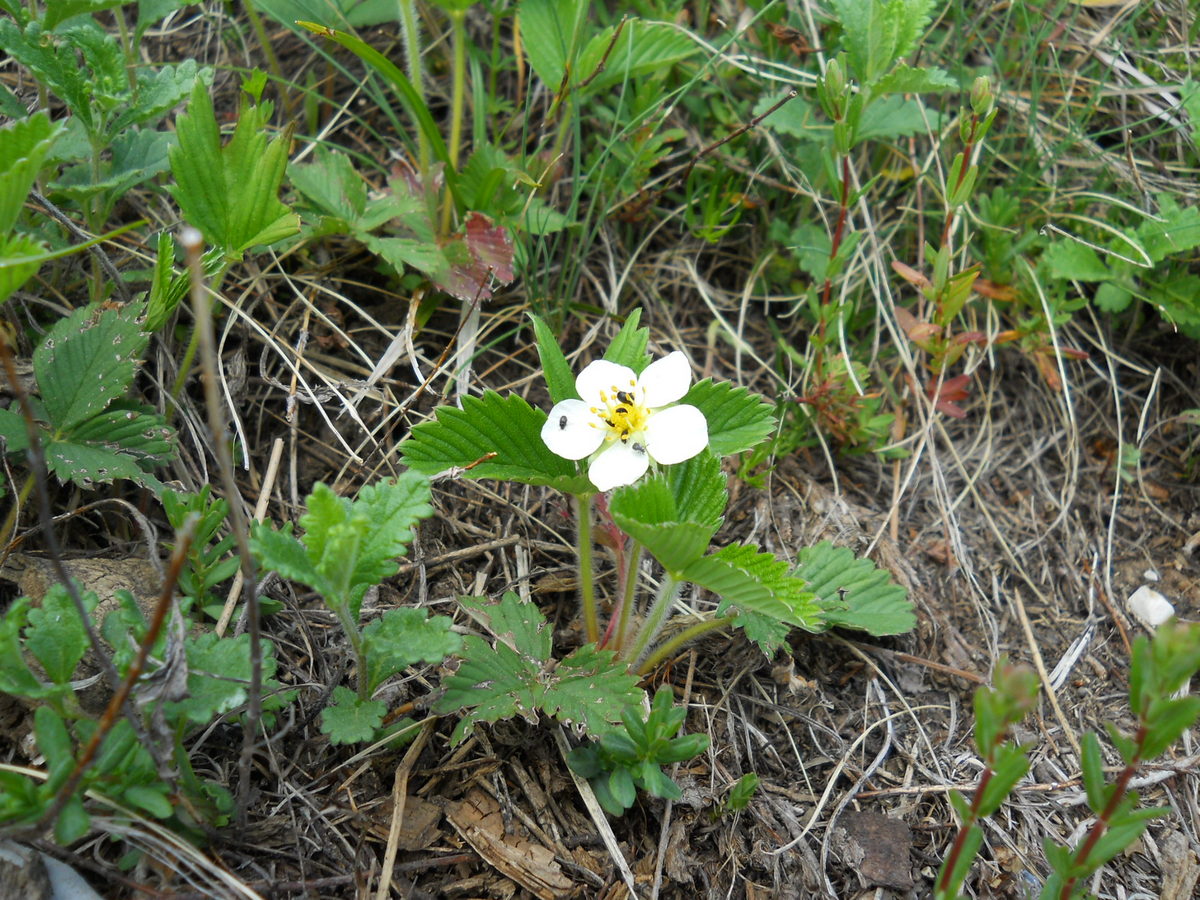 Изображение особи Fragaria campestris.