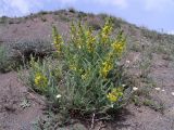 Astragalus caraganae