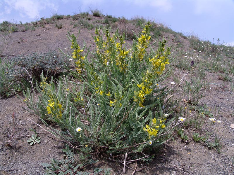 Изображение особи Astragalus caraganae.