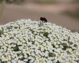 Daucus carota