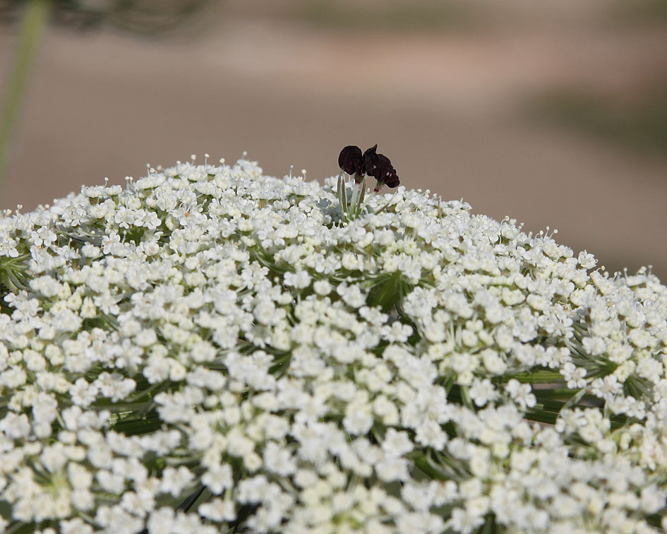 Image of Daucus carota specimen.