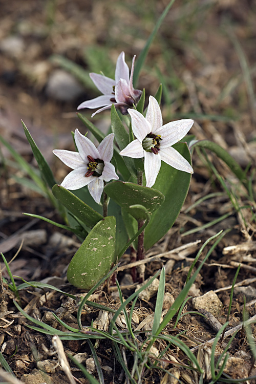 Изображение особи Rhinopetalum stenantherum.