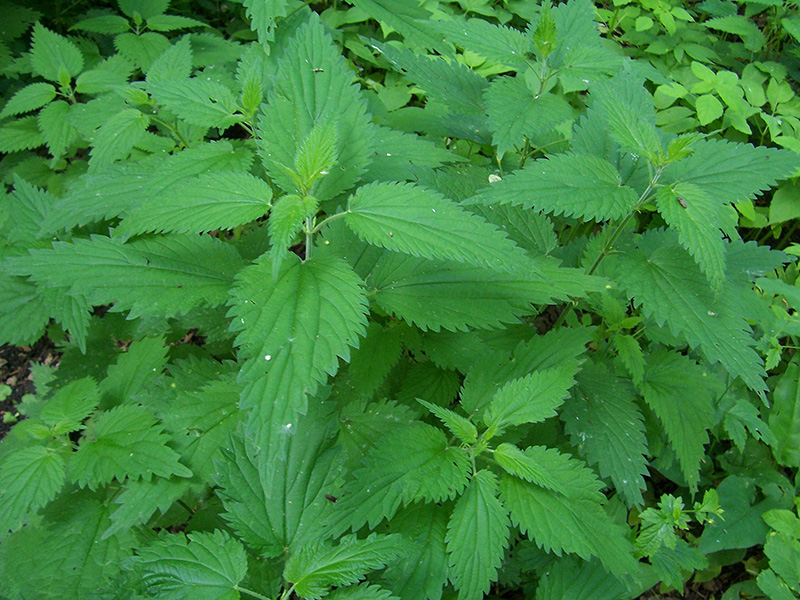 Image of Urtica dioica specimen.