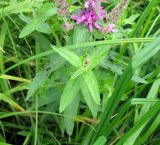 Lythrum salicaria. Листья и верхушка зацветающего растения. Карелия, окрестности г. Сортавала. 14 июля 2012 г.