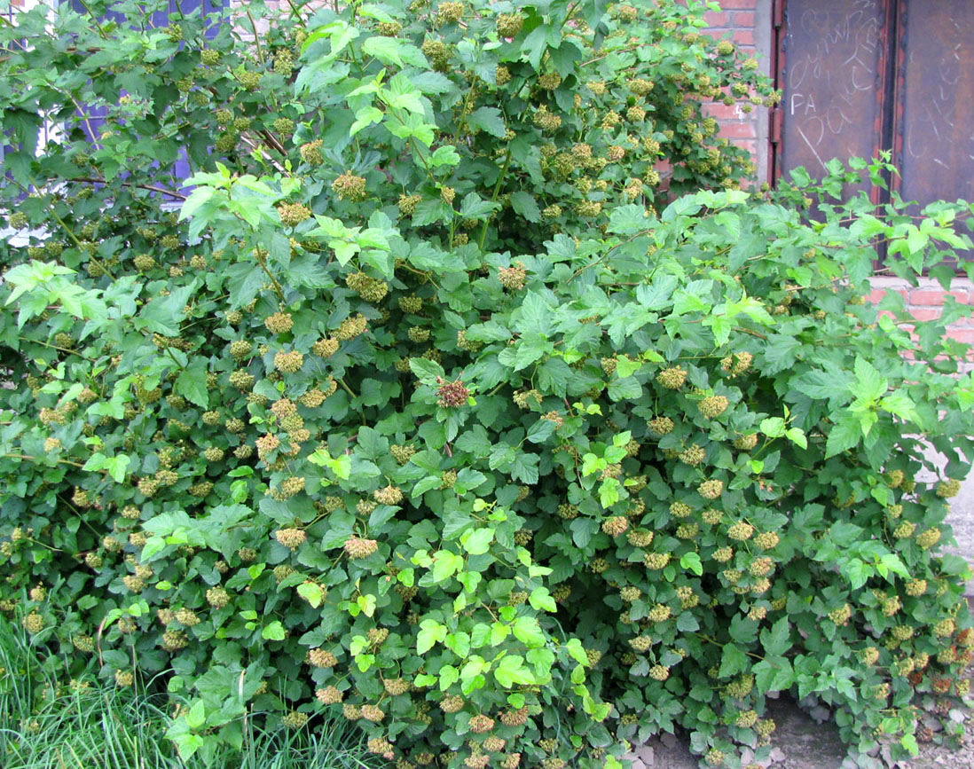 Image of Physocarpus opulifolius specimen.