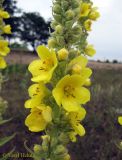 Verbascum densiflorum