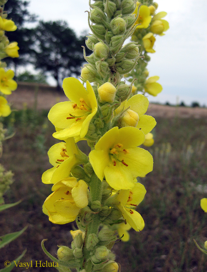 Изображение особи Verbascum densiflorum.