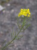 Sisymbrium lipskyi. Соцветие с цветками и завязавшимися плодами. Кабардино-Балкария, Зольский р-н, долина Джилы-Су. 27.07.2012.