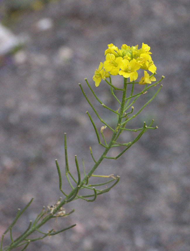 Image of Sisymbrium lipskyi specimen.