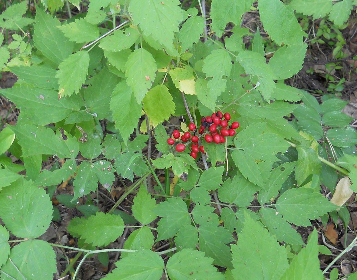 Изображение особи Actaea erythrocarpa.